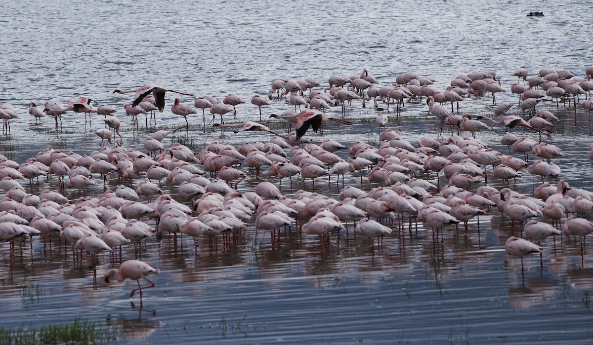 Lesser Flamingo - Dave Powell