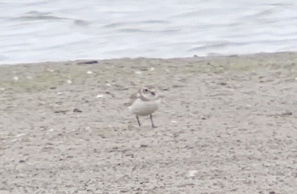Piping Plover - ML616566722