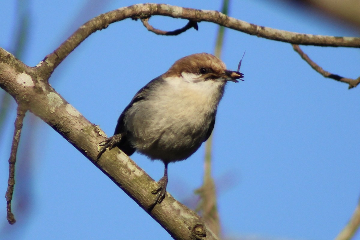 Brown-headed Nuthatch - ML616566754