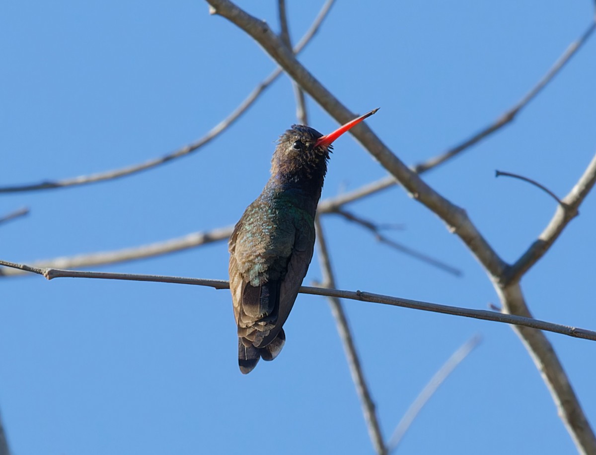 Turquoise-crowned Hummingbird - ML616566763