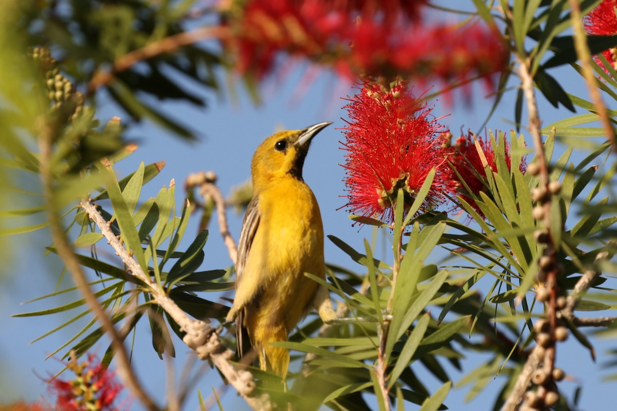 Orchard Oriole - ML616566765