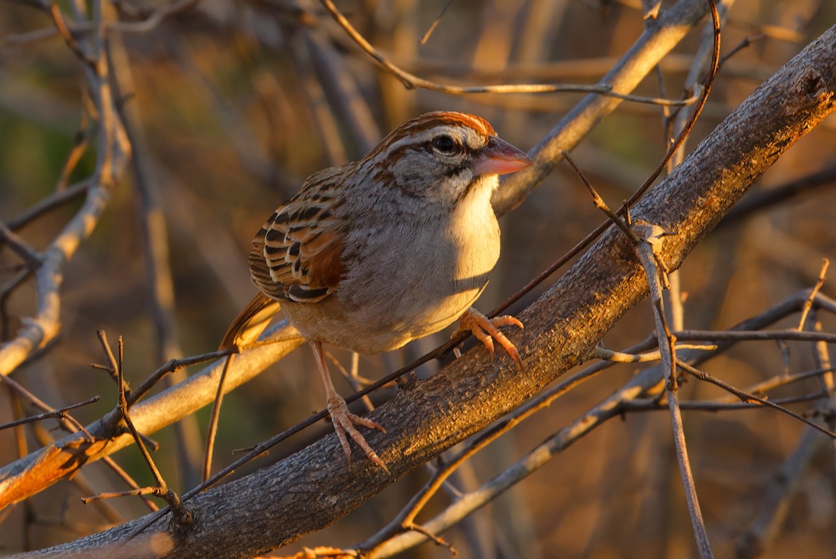 Cinnamon-tailed Sparrow - ML616566827