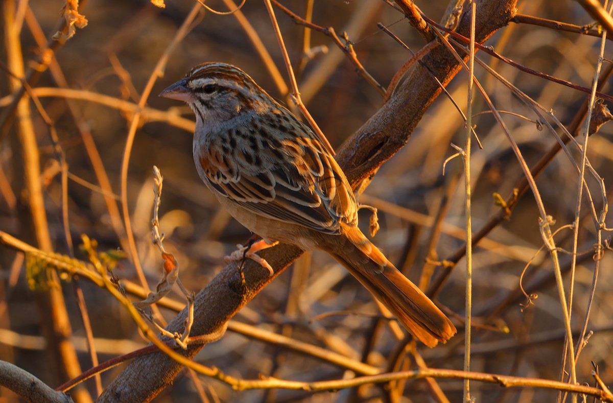 Cinnamon-tailed Sparrow - ML616566829