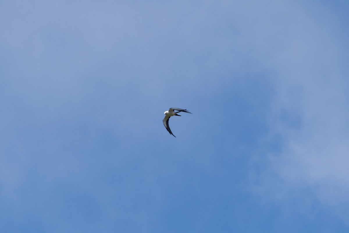 Swallow-tailed Kite - ML616566830