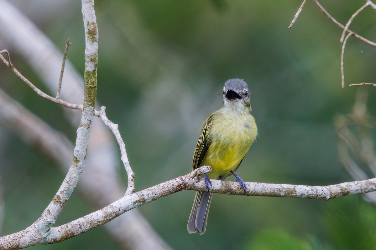 Gray-crowned Flatbill - ML616566905