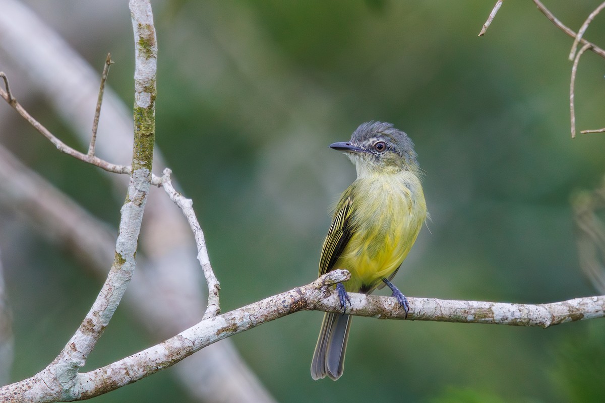 Gray-crowned Flatbill - ML616566906