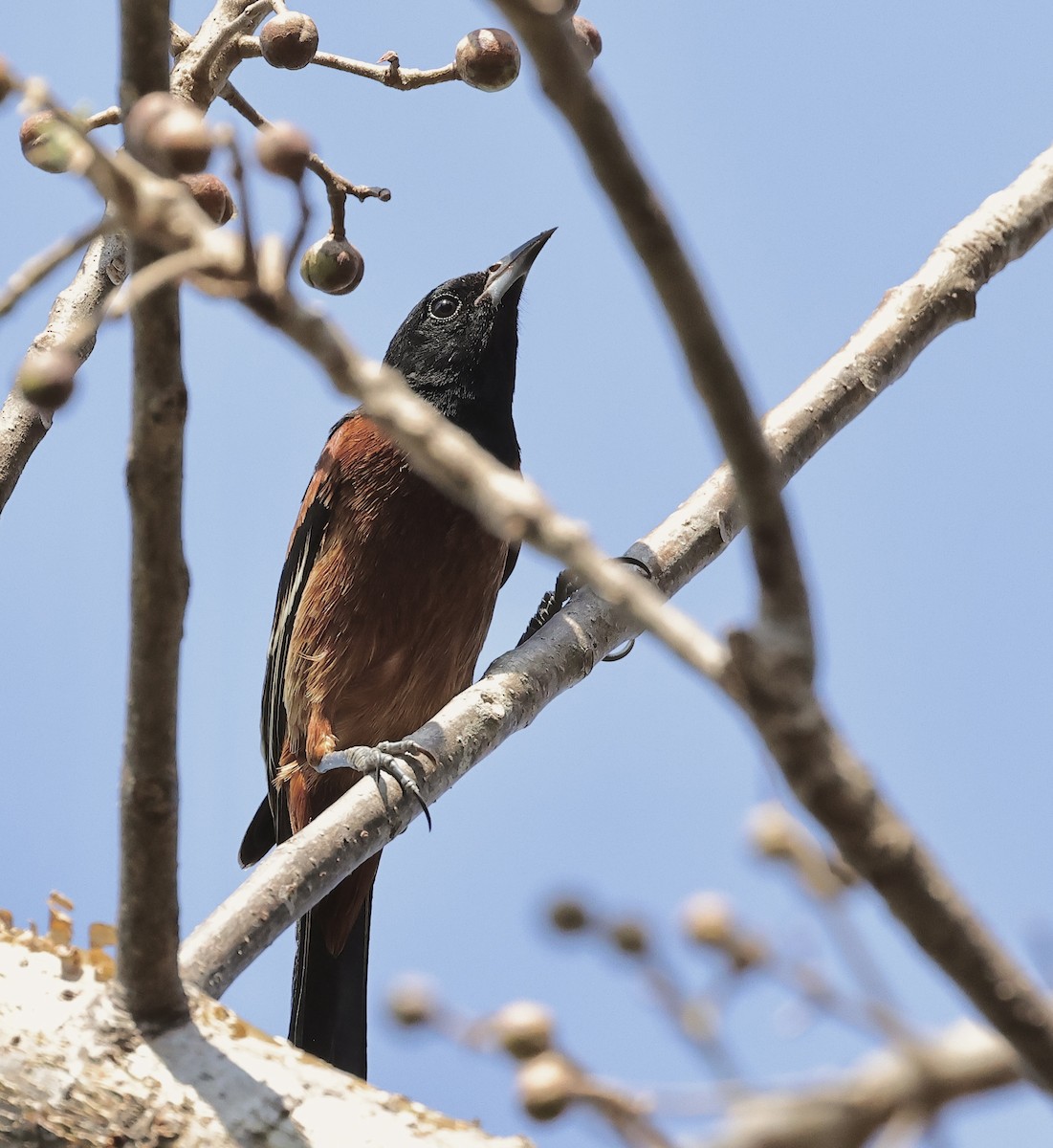 Orchard Oriole - ML616566988