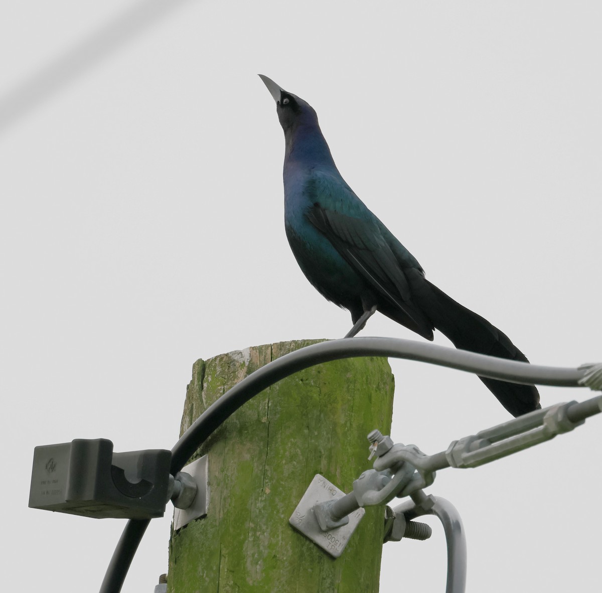 Boat-tailed Grackle - Anthony Marella