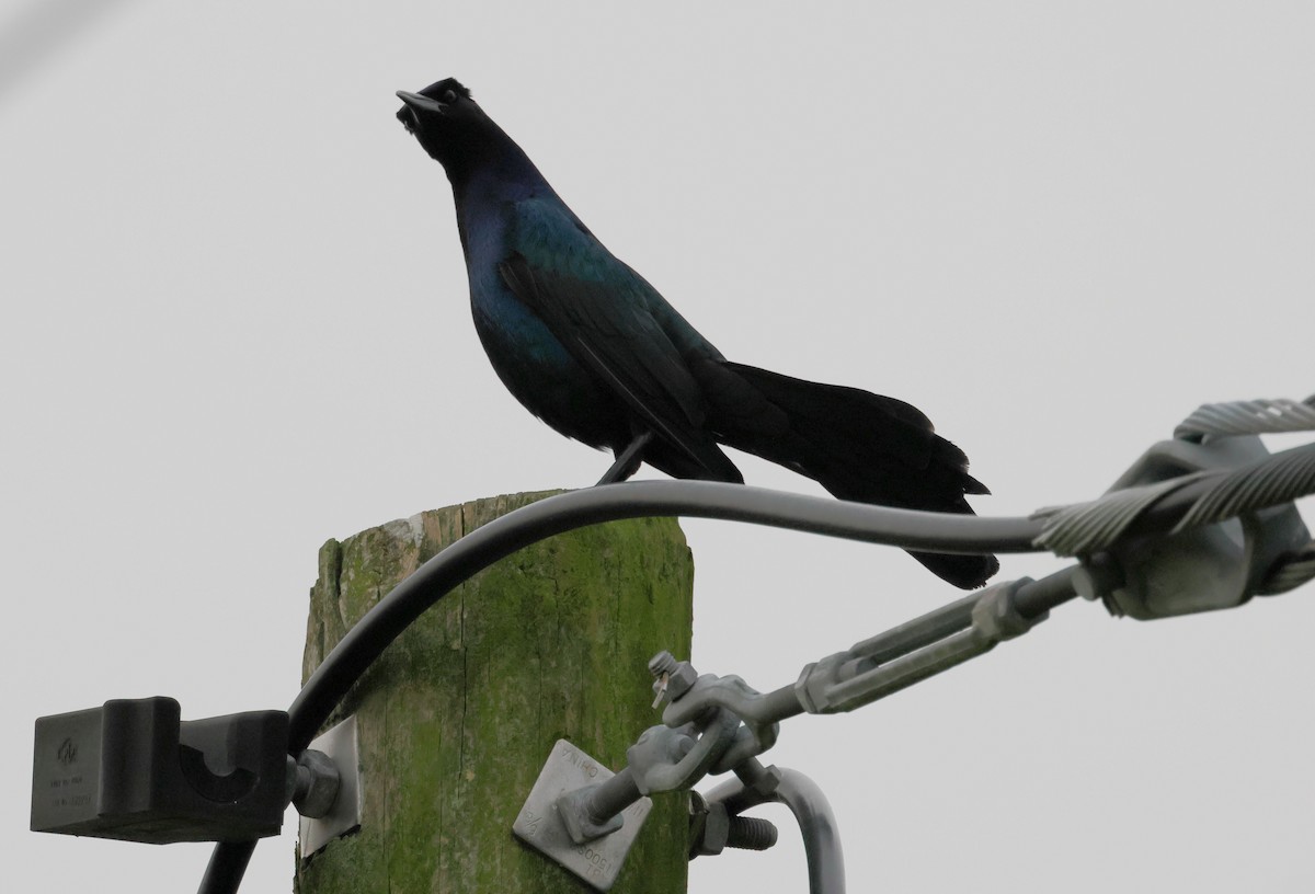Boat-tailed Grackle - Anthony Marella