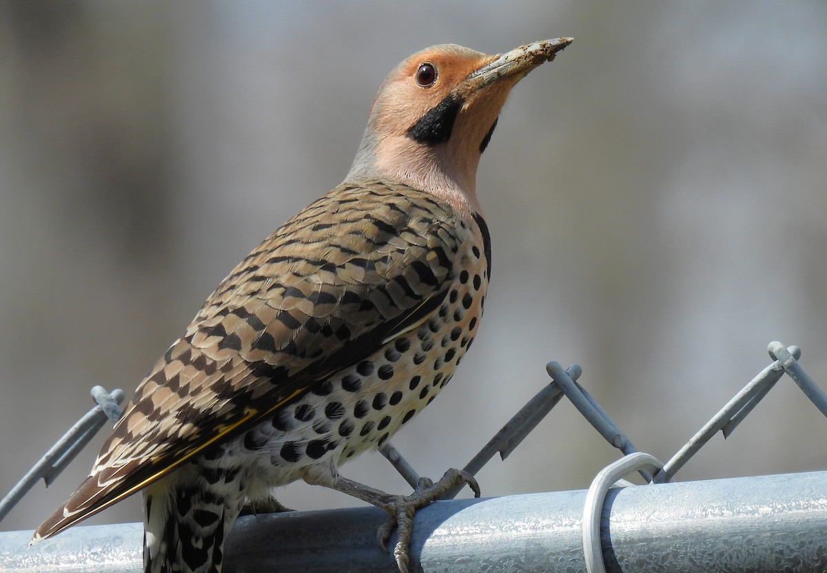 Northern Flicker (Yellow-shafted) - ML616567155