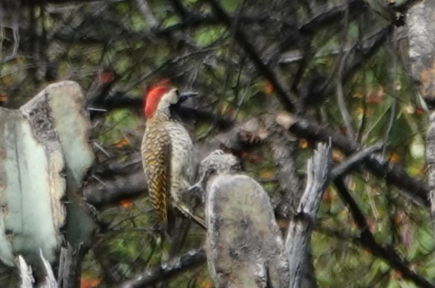 Black-necked Woodpecker - ML616567187