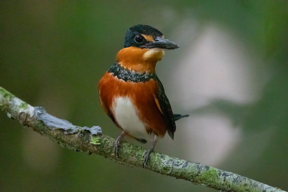 American Pygmy Kingfisher - Jhonathan Miranda - Wandering Venezuela Birding Expeditions