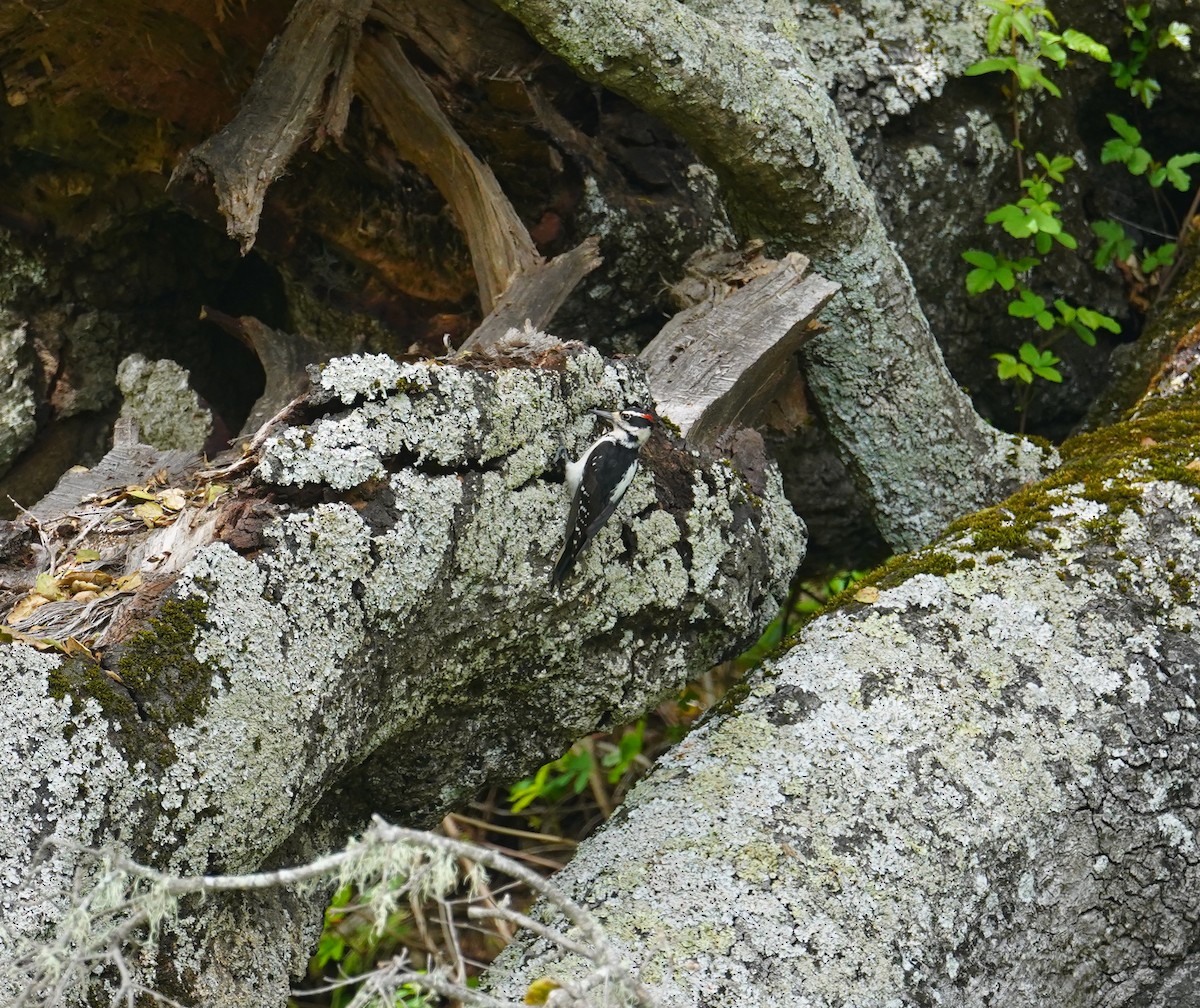 Hairy Woodpecker (Pacific) - ML616567288