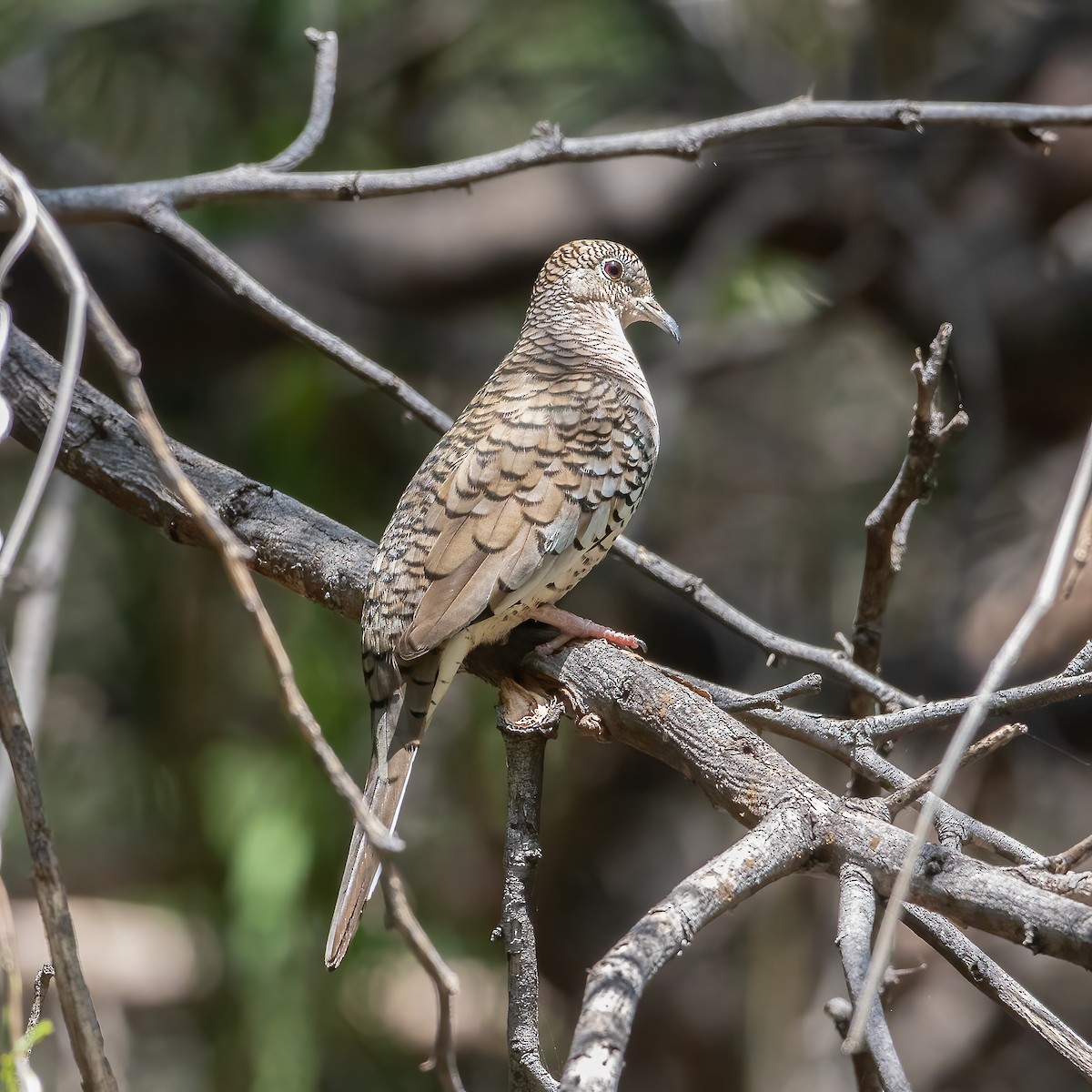 Scaled Dove - Jhonathan Miranda - Wandering Venezuela Birding Expeditions