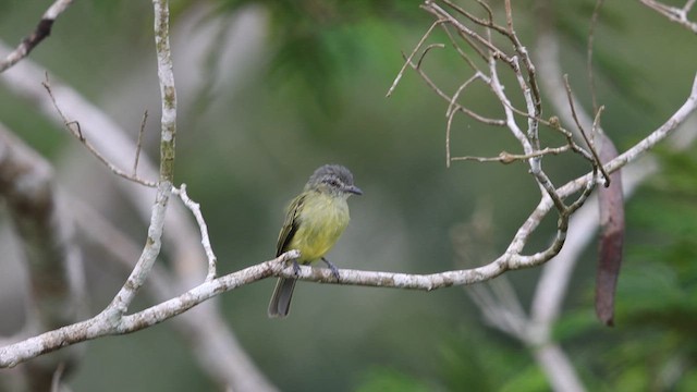 Gray-crowned Flatbill - ML616567343