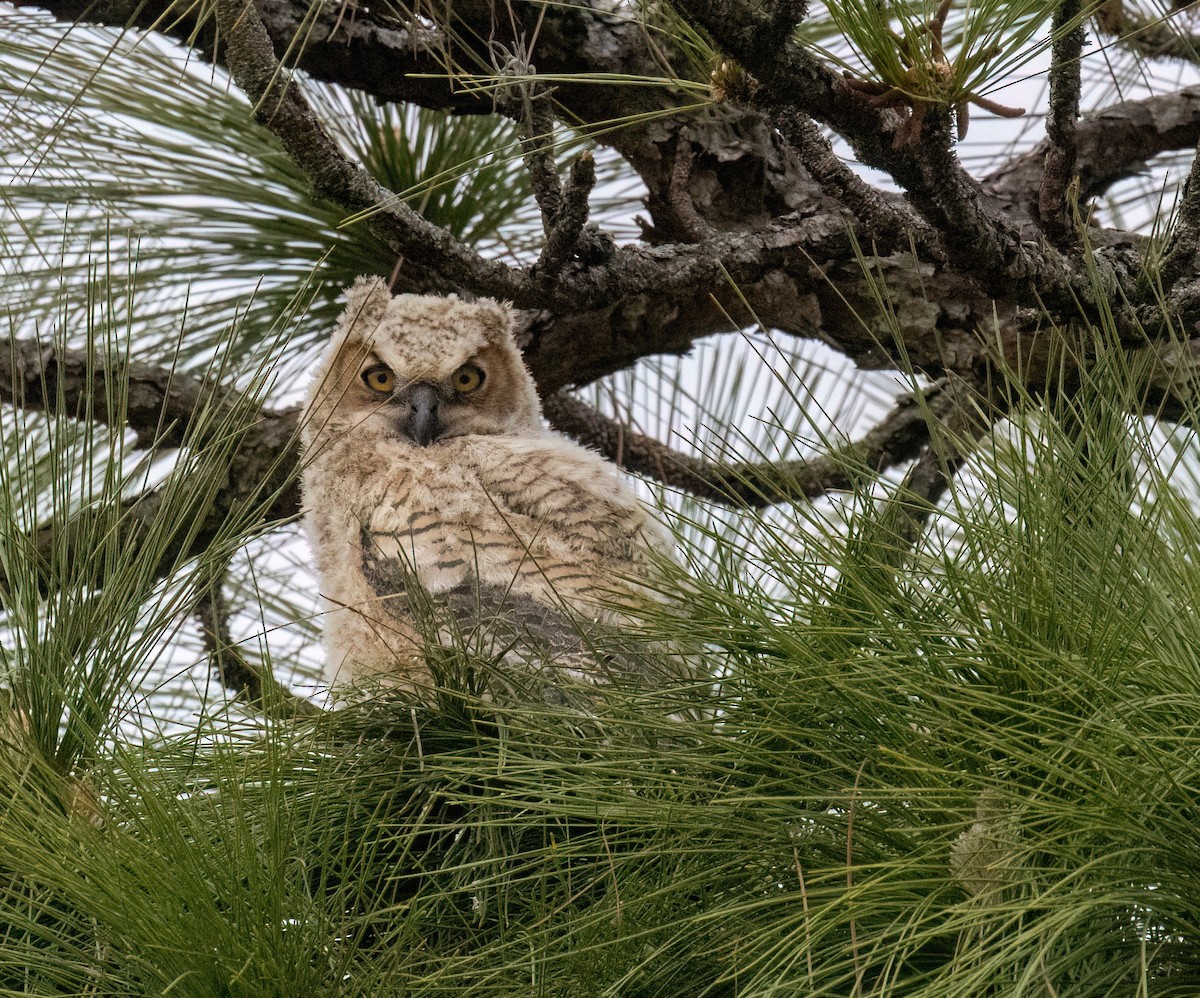 Great Horned Owl - ML616567349