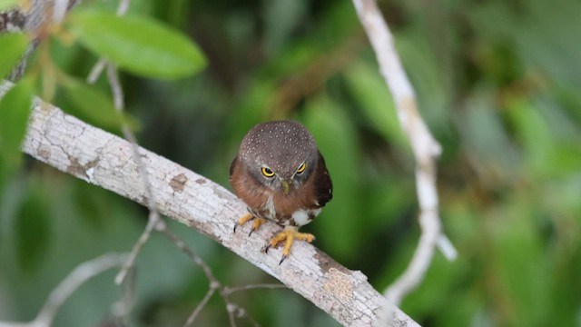 Least Pygmy-Owl - ML616567367