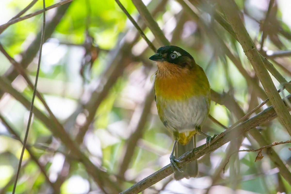 Common Chlorospingus - Jhonathan Miranda - Wandering Venezuela Birding Expeditions