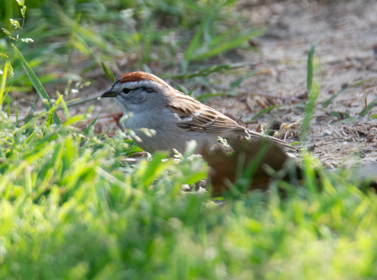 Chipping Sparrow - Kim Moore