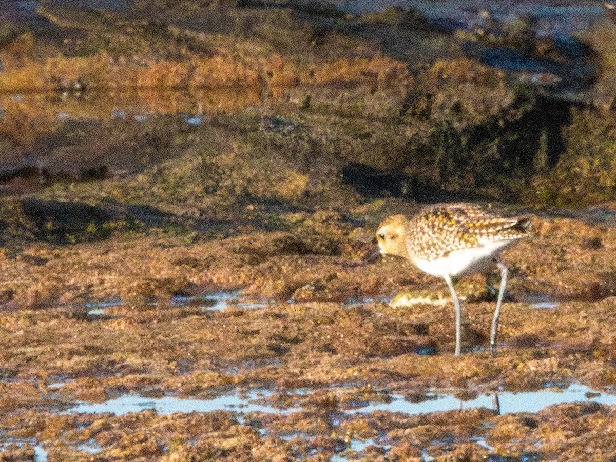 Pacific Golden-Plover - Spat Cannon