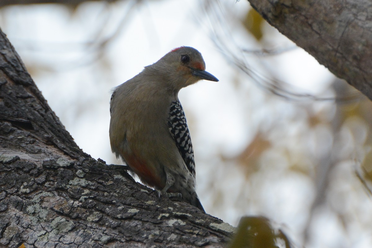 Red-bellied Woodpecker - ML616567543