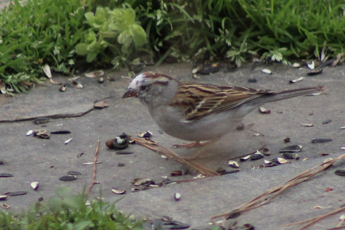 Chipping Sparrow - ML616567606