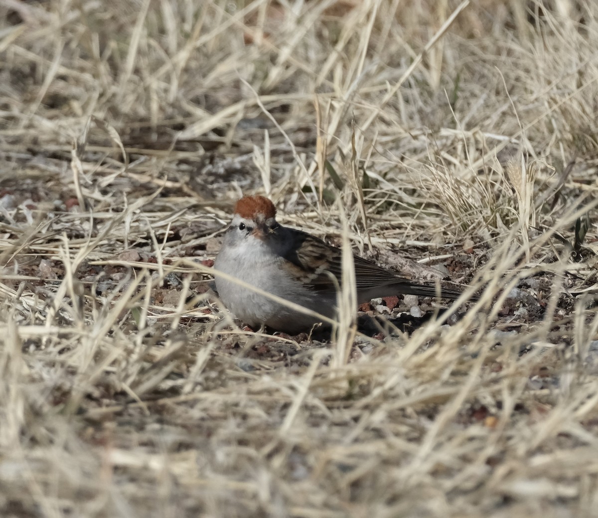 Chipping Sparrow - ML616567677