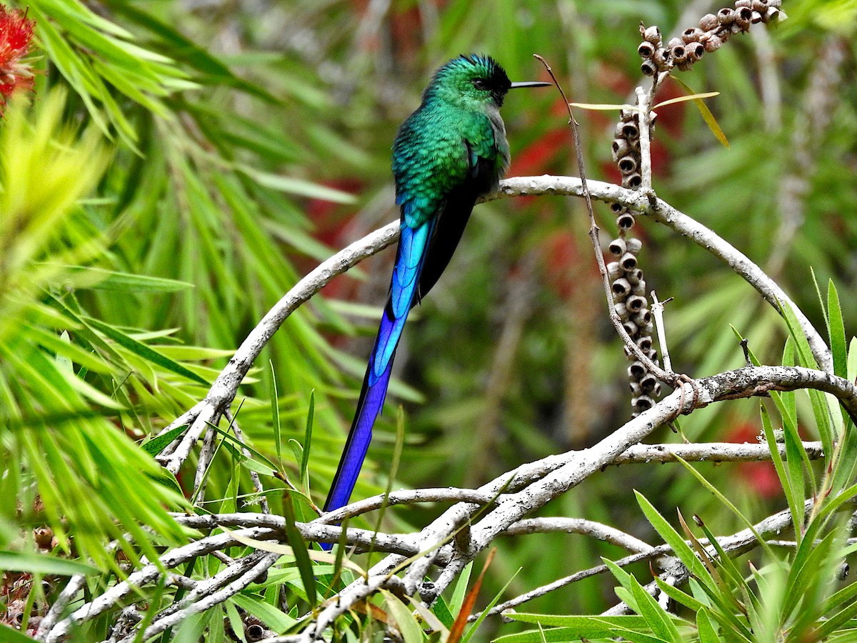 Long-tailed Sylph - ML616567798
