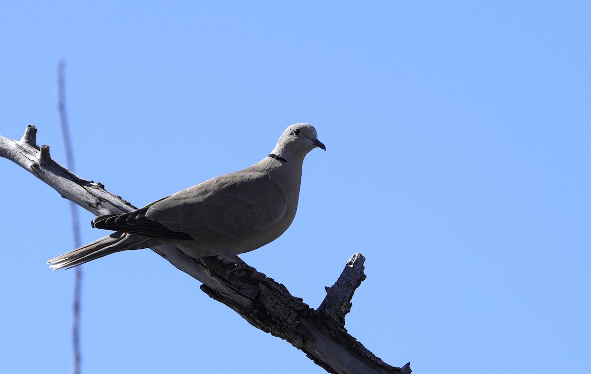 Eurasian Collared-Dove - ML616567805