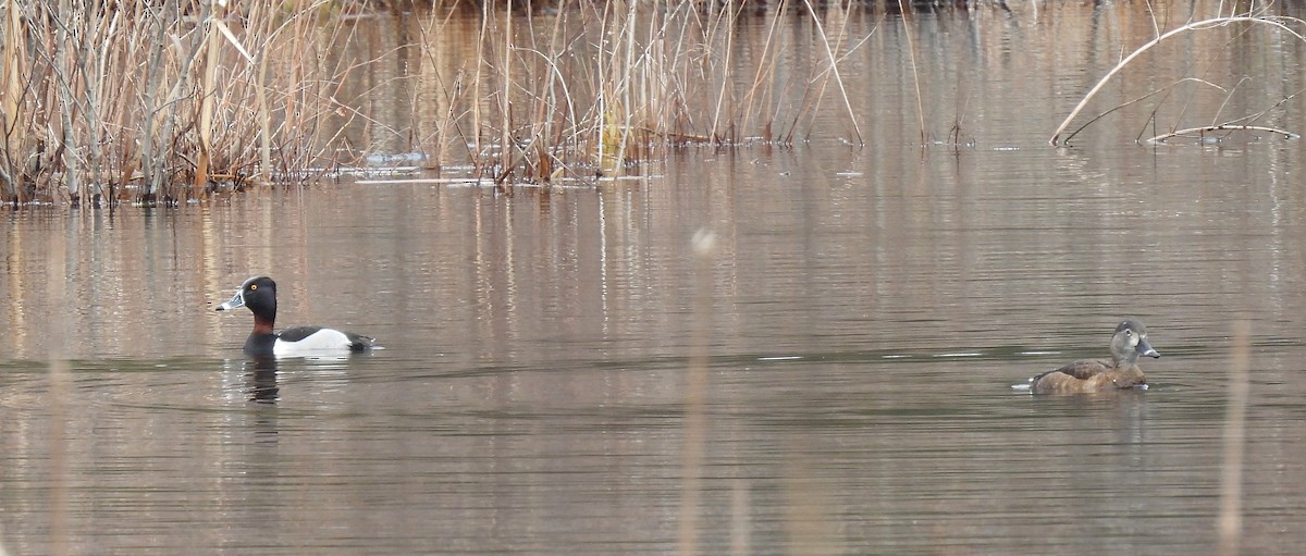 EBird Checklist - 27 Mar 2024 - Broadmoor Wildlife Sanctuary (Mass ...