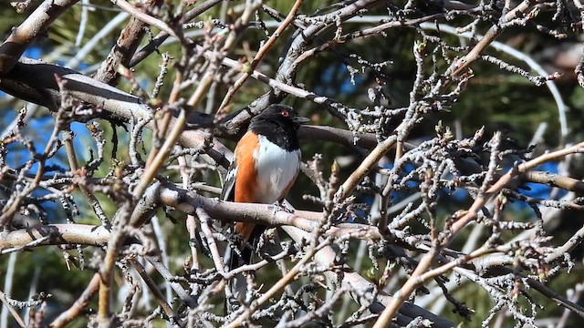 Spotted Towhee - ML616567876