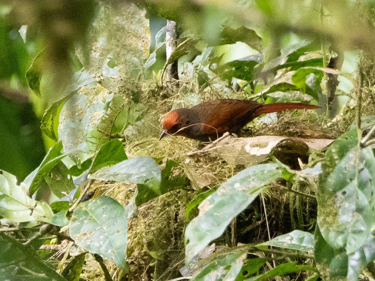 Red-faced Spinetail - ML616567913