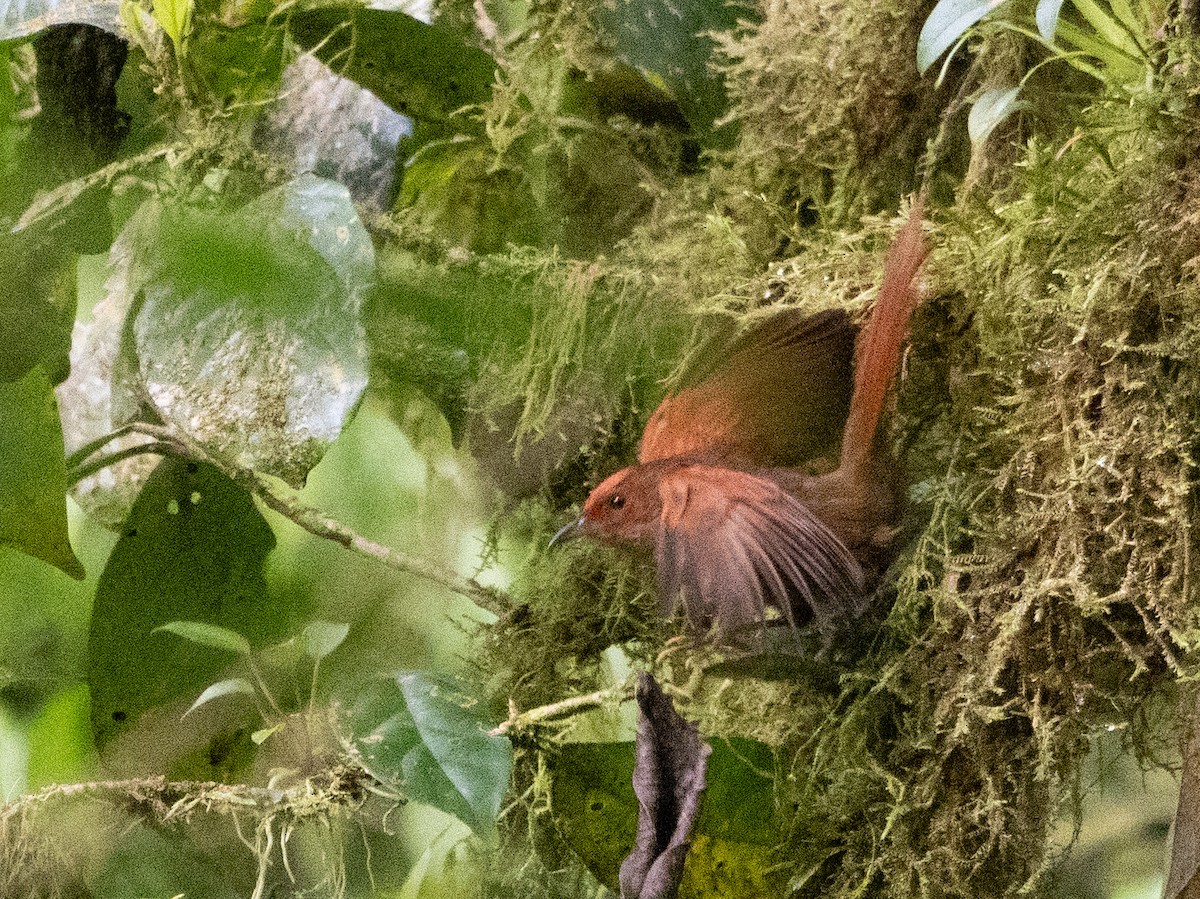 Red-faced Spinetail - ML616567919