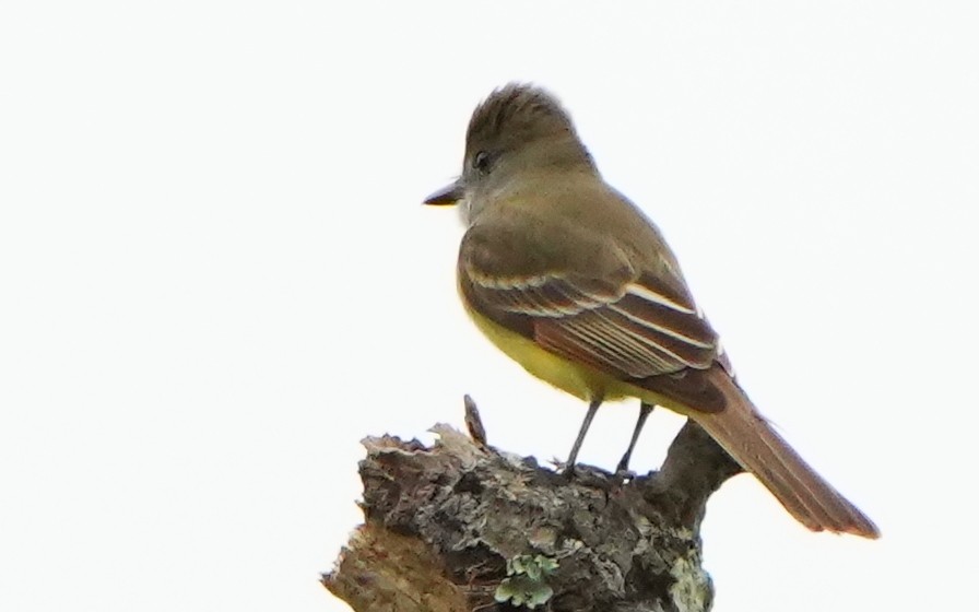 Great Crested Flycatcher - ML616567975