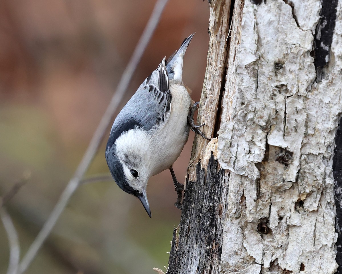 White-breasted Nuthatch - ML616567977