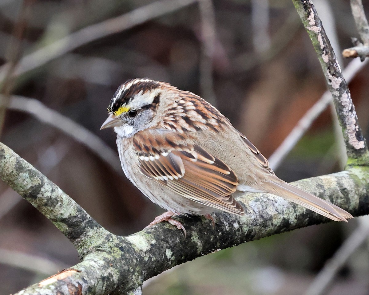 White-throated Sparrow - Tom Murray