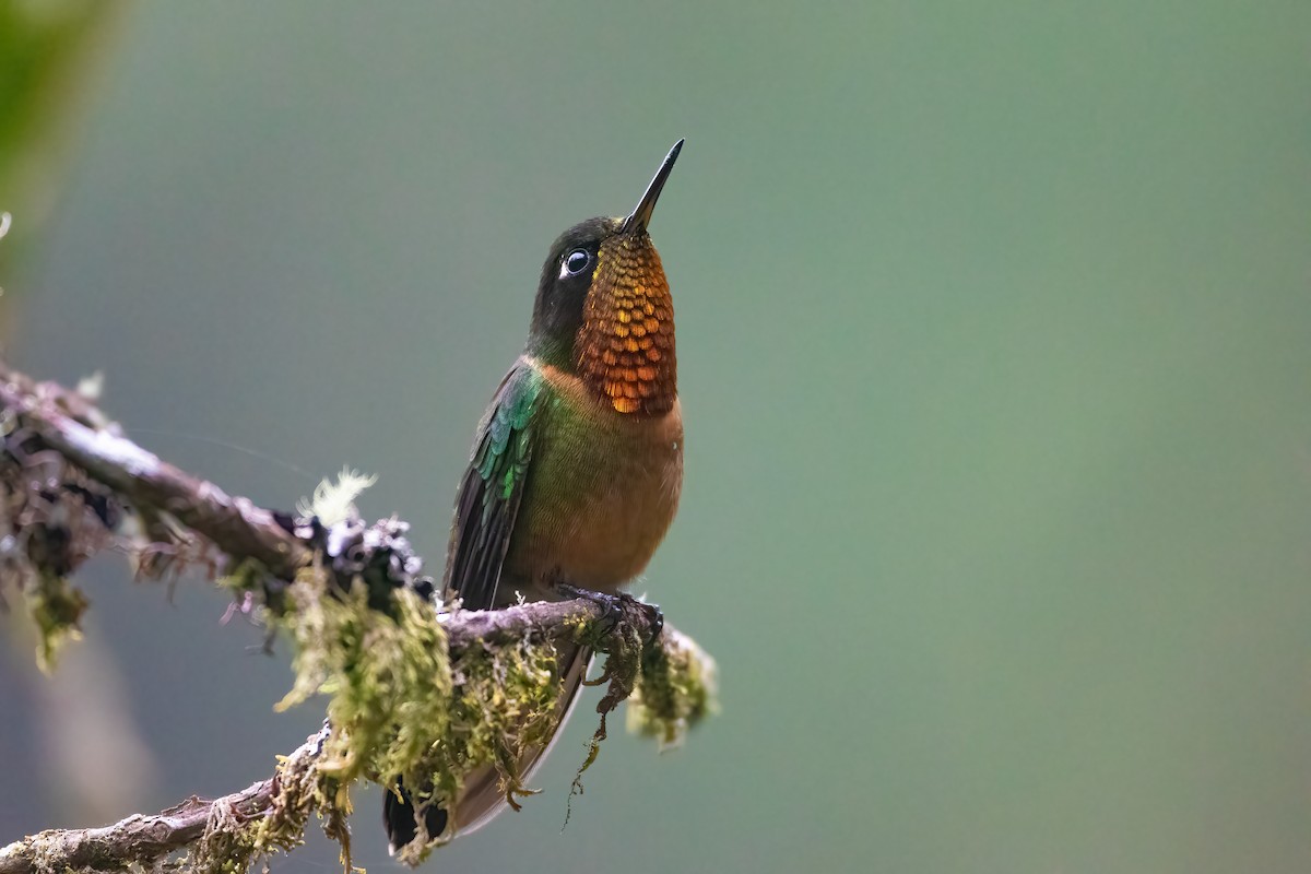 Orange-throated Sunangel - Jhonathan Miranda - Wandering Venezuela Birding Expeditions