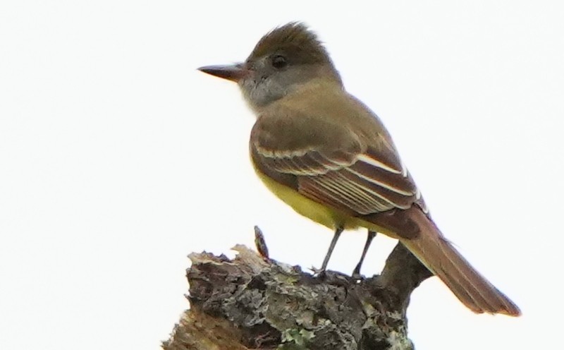 Great Crested Flycatcher - Dave Bowman