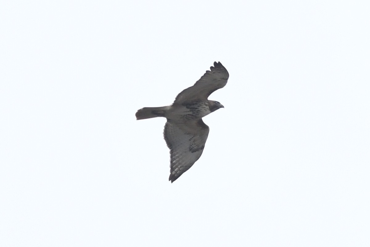Red-tailed Hawk (borealis) - ML616568103