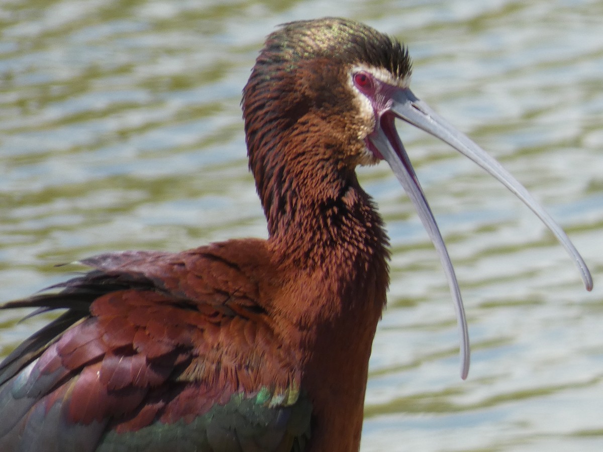 ibis americký - ML616568109