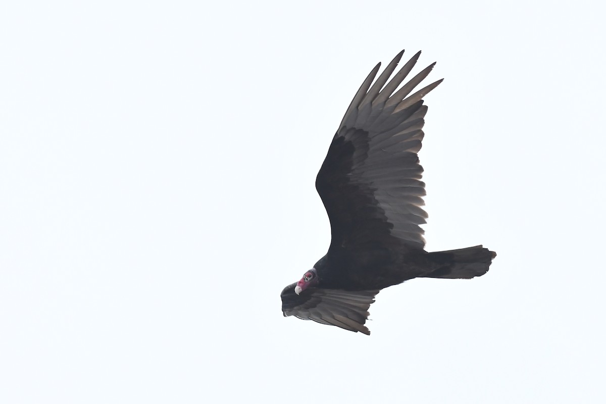 Turkey Vulture - ML616568116