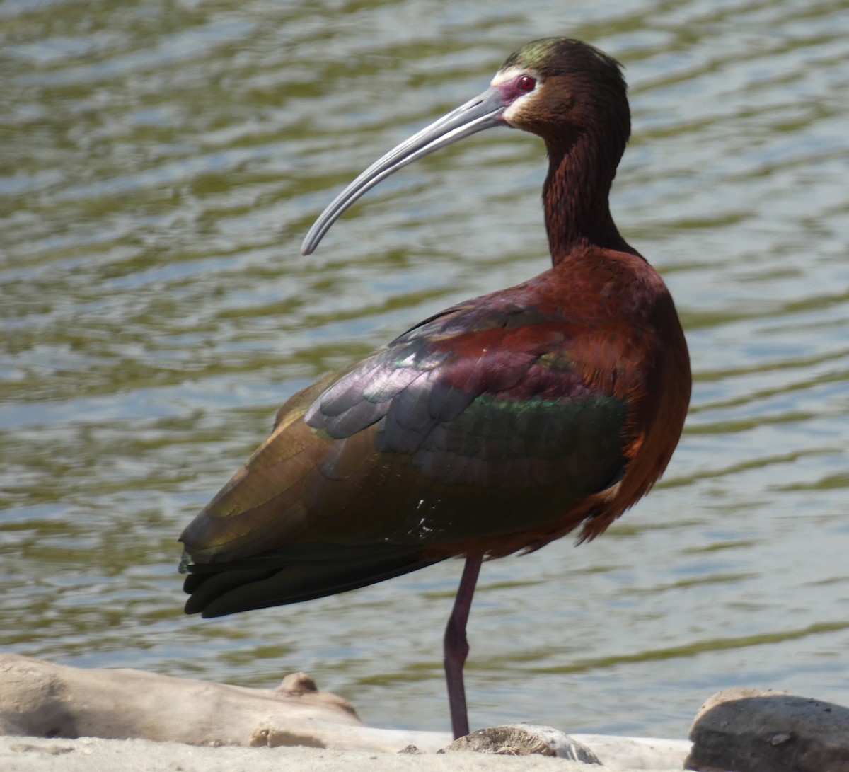 ibis americký - ML616568127