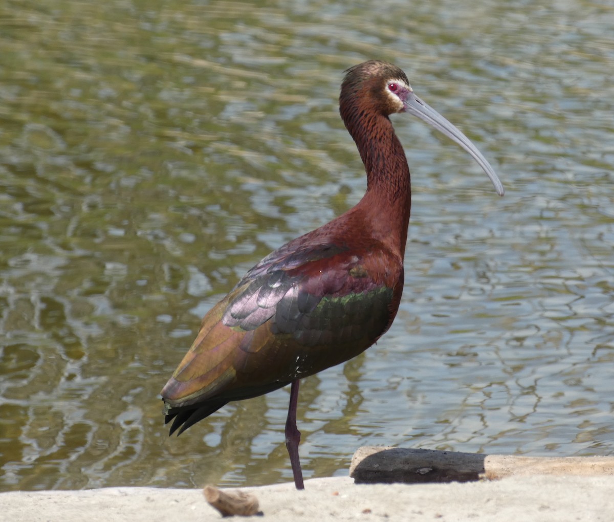ibis americký - ML616568147