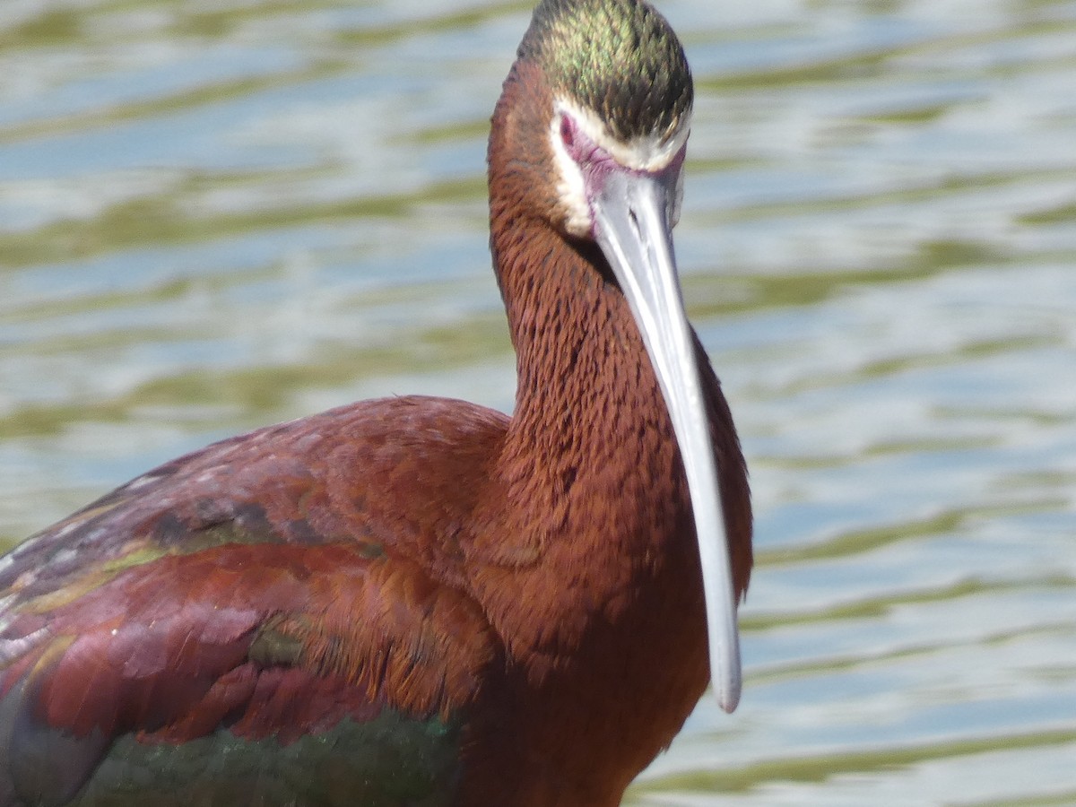 White-faced Ibis - Libby Patten