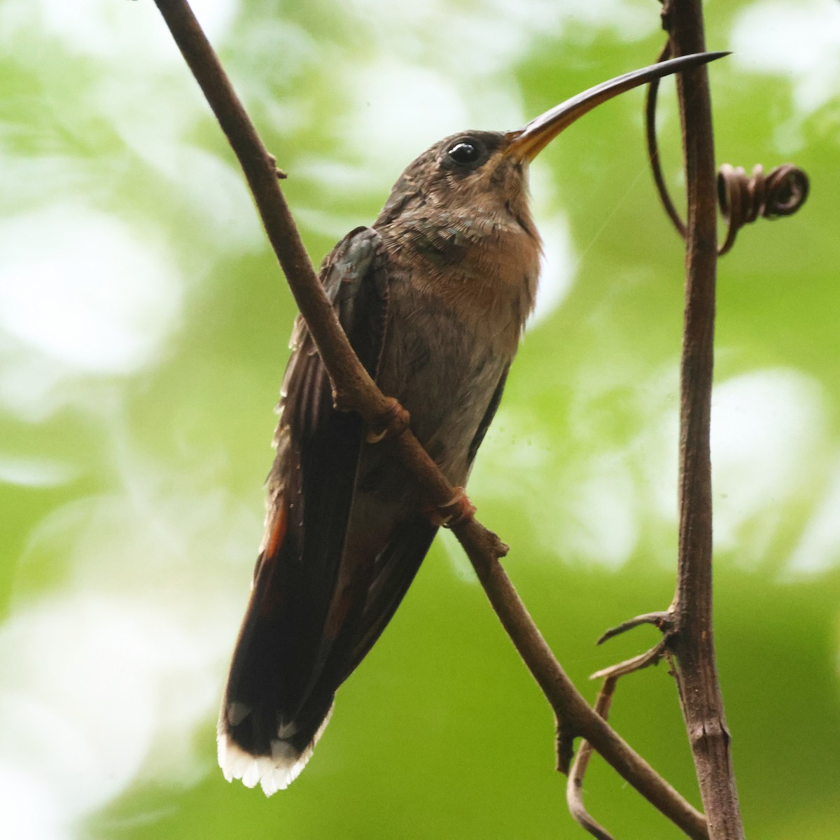 Краснохвостый колибри-отшельник - ML616568193
