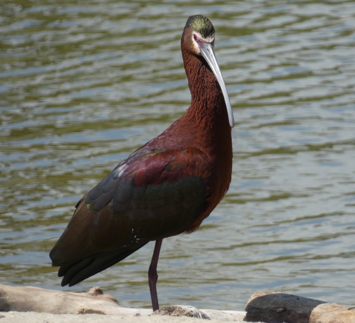 ibis americký - ML616568209