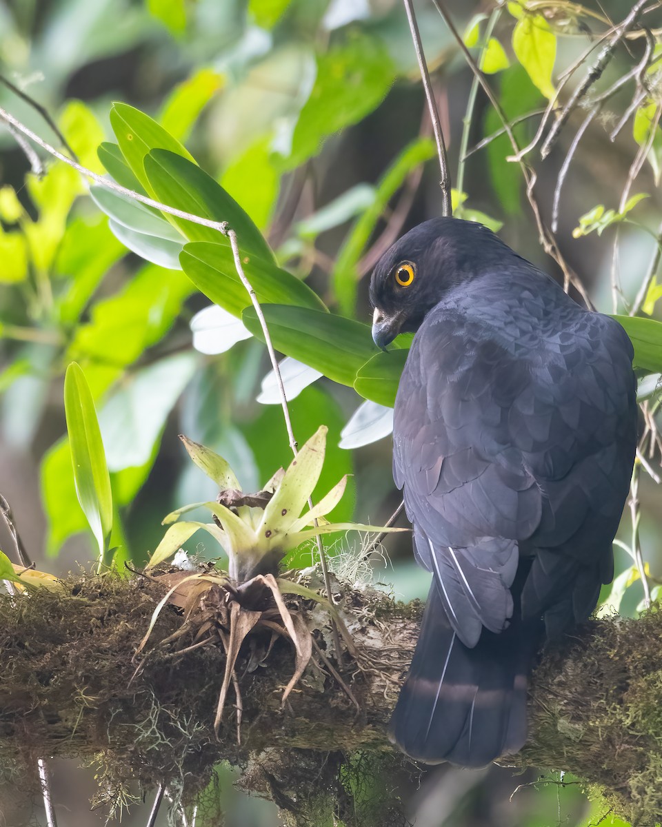 White-rumped Hawk - Jhonathan Miranda - Wandering Venezuela Birding Expeditions