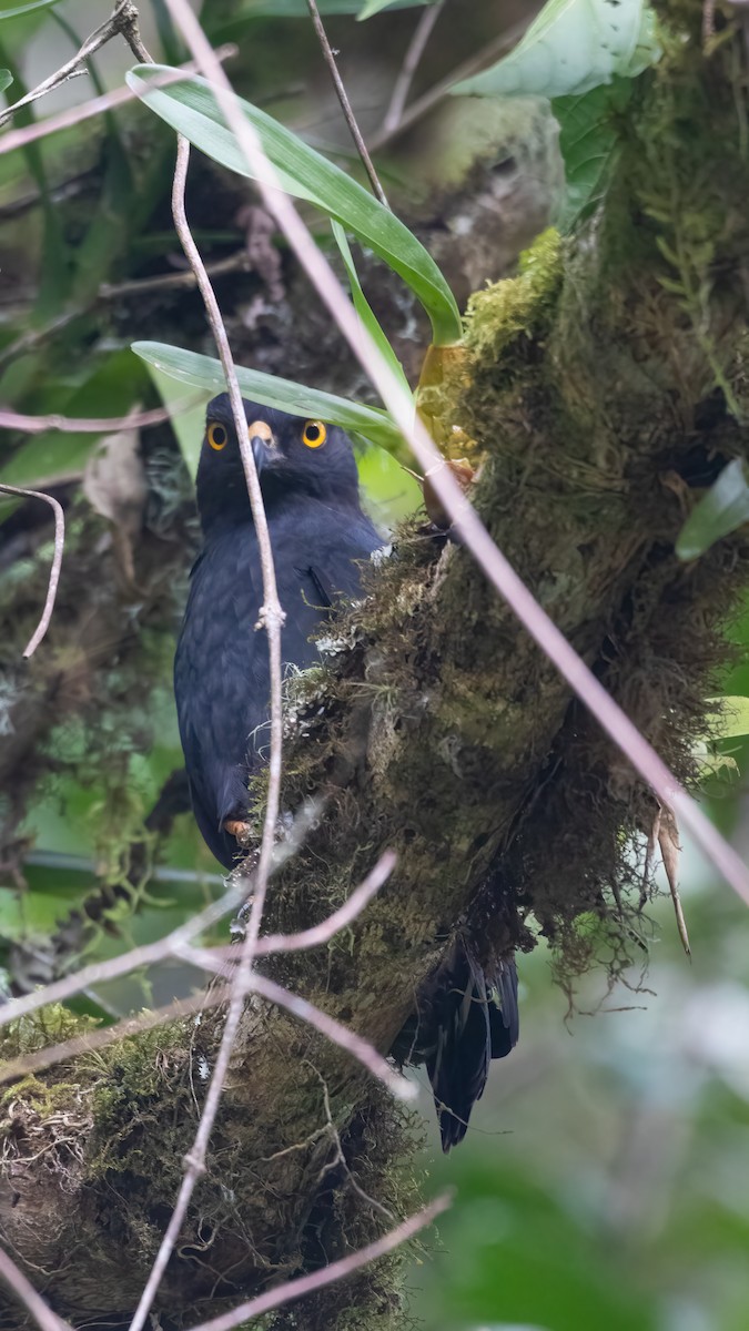 White-rumped Hawk - Jhonathan Miranda - Wandering Venezuela Birding Expeditions