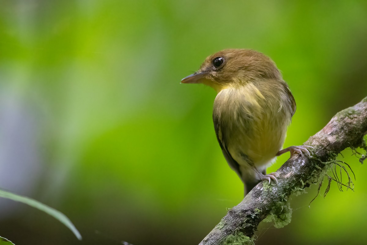 Yellow-throated Spadebill - Jhonathan Miranda - Wandering Venezuela Birding Expeditions