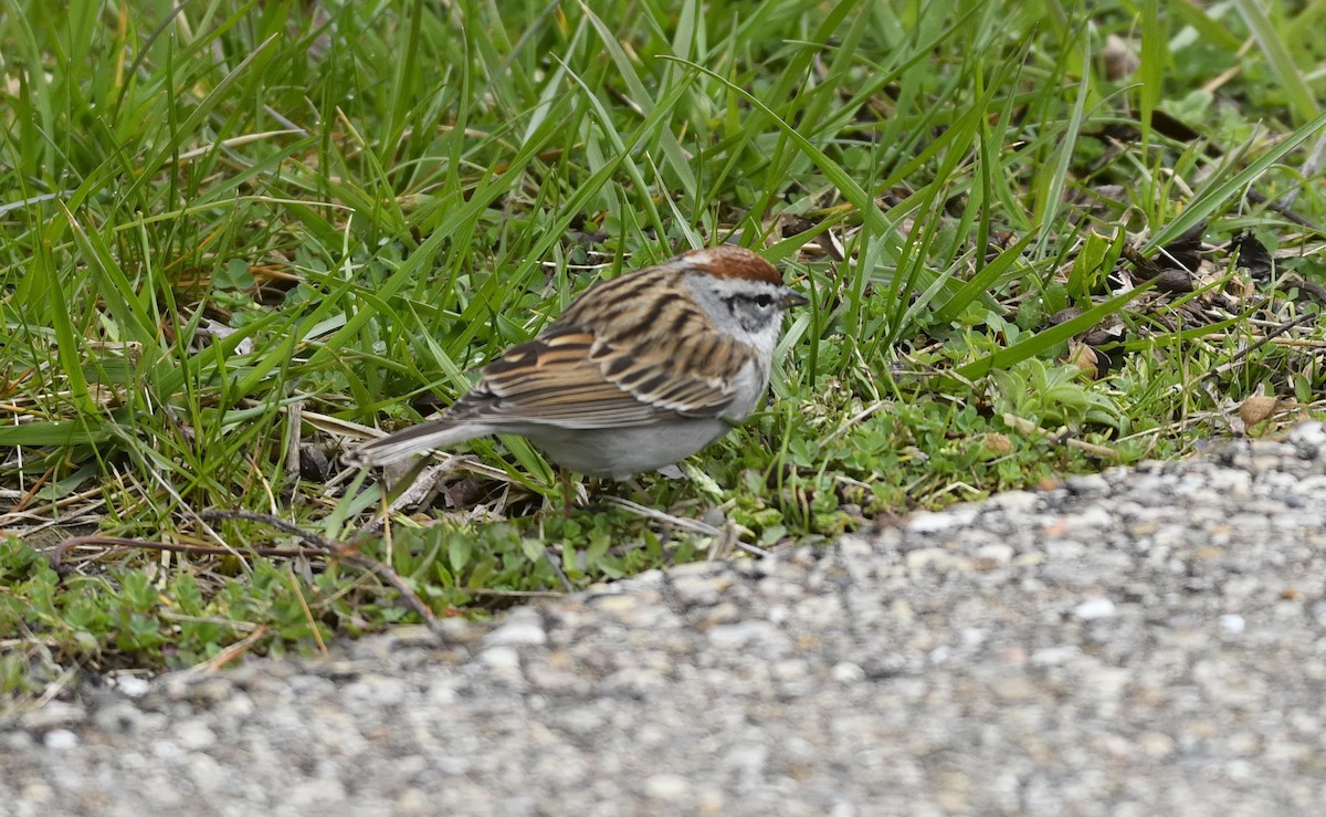 Chipping Sparrow - ML616568357